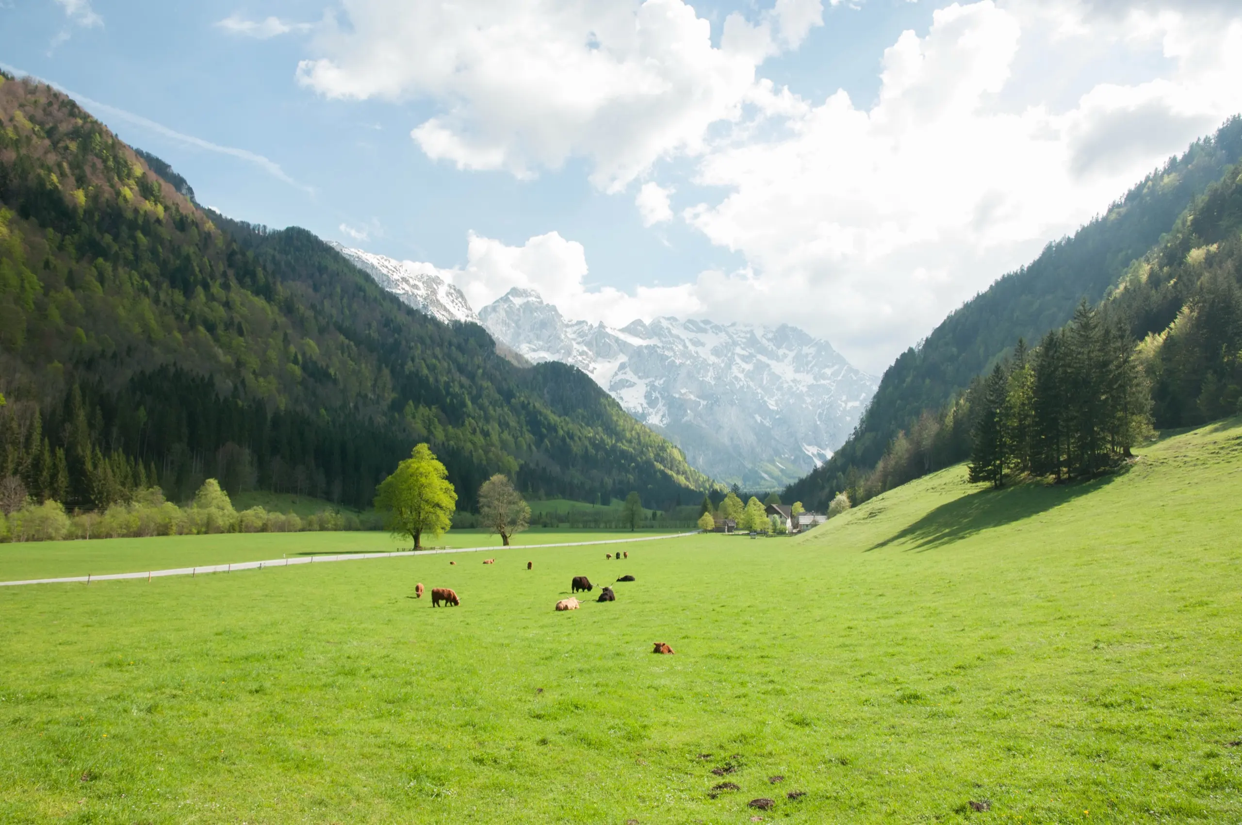 Cattle grazing on the valley floor below snow-streaked peaks